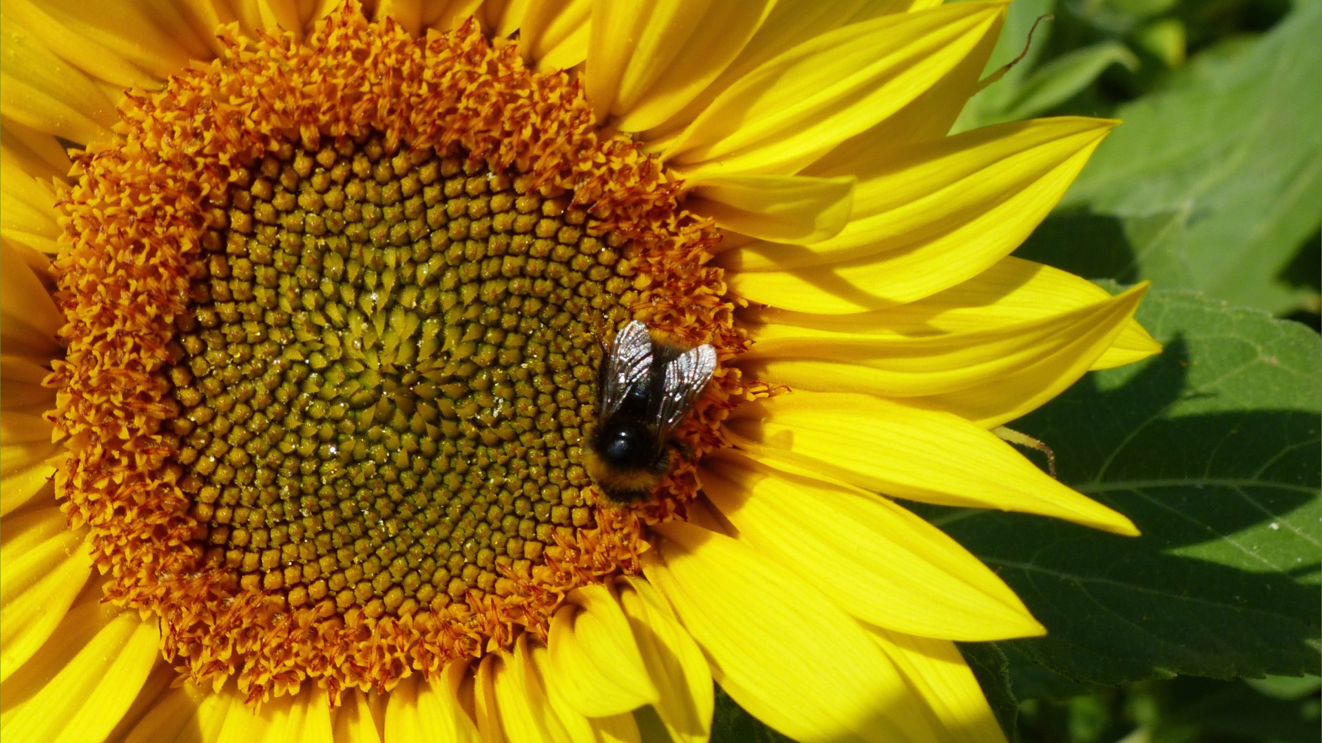 Sunflowers on The Vile at Rhossili on the Gower Peninsula