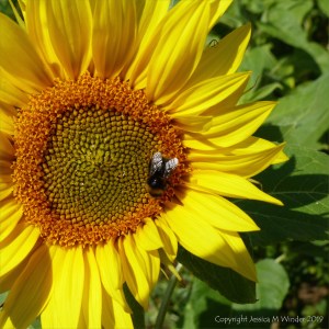 Sunflowers on The Vile at Rhossili on the Gower Peninsula