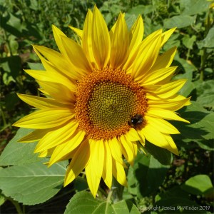 Sunflowers on The Vile at Rhossili on the Gower Peninsula