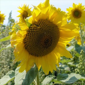 Sunflowers on The Vile at Rhossili on the Gower Peninsula