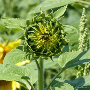 Sunflowers on The Vile at Rhossili on the Gower Peninsula