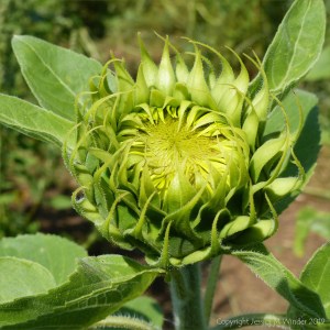 Sunflowers on The Vile at Rhossili on the Gower Peninsula