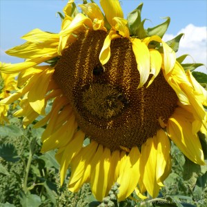 Sunflowers on The Vile at Rhossili on the Gower Peninsula