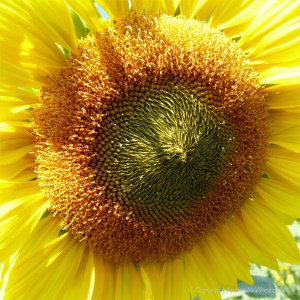 Sunflowers on The Vile at Rhossili on the Gower Peninsula