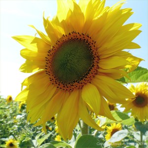 Sunflowers on The Vile at Rhossili on the Gower Peninsula
