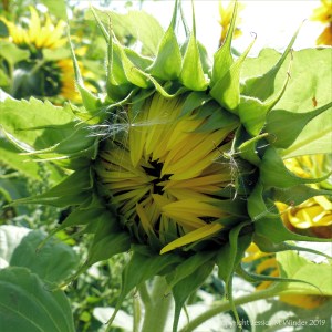Sunflowers on The Vile at Rhossili on the Gower Peninsula