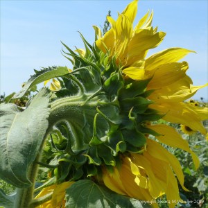 Sunflowers on The Vile at Rhossili on the Gower Peninsula