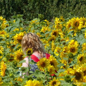 Sunflowers on The Vile at Rhossili on the Gower Peninsula