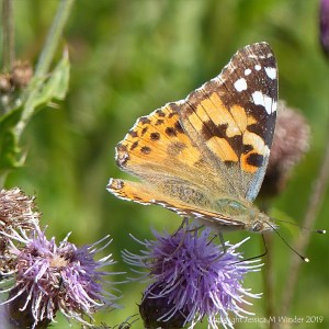 Painted Lady butterfly on Knapweed flowers