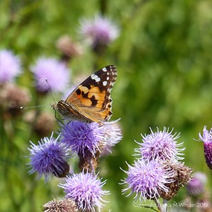 Painted Lady butterfly on Knapweed flowers