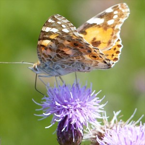 Painted Lady butterfly on Knapweed flowers