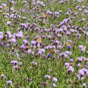 Painted Lady butterfly on Knapweed flowers