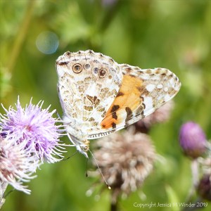Painted Lady butterfly on Knapweed flowers