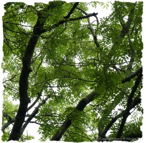 Looking up into the tree top