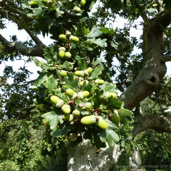 Pictures from the gardens at "Sculpture by the Lakes"