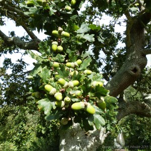 Pictures from the gardens at "Sculpture by the Lakes"