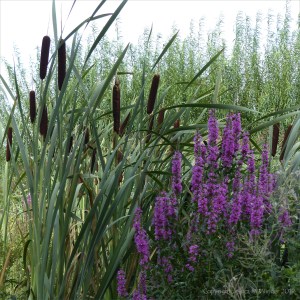 Pictures from the gardens at "Sculpture by the Lakes"