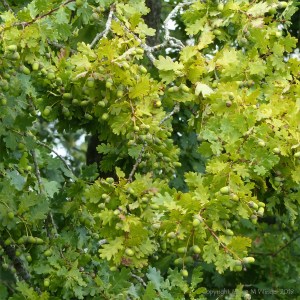 Pictures from the gardens at "Sculpture by the Lakes"