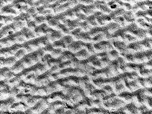 Monochrome ripples across the beach at Whiteford Sands