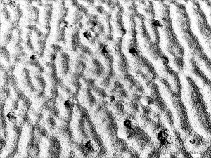 Monochrome ripples across the beach at Whiteford Sands