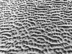 Monochrome ripples across the beach at Whiteford Sands