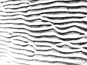 Monochrome ripples across the beach at Whiteford Sands