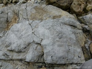 Fossils in Carboniferous Limestone