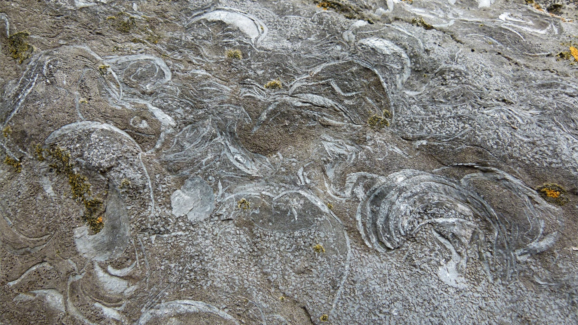 Fossils in Carboniferous Limestone