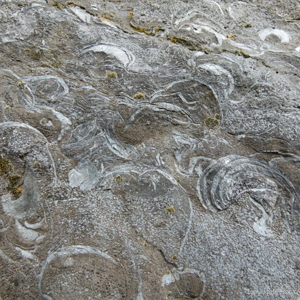 Fossils in Carboniferous Limestone