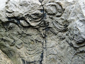 Fossils in Carboniferous Limestone