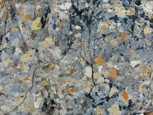 Natural pattern of lichens on limestone rock