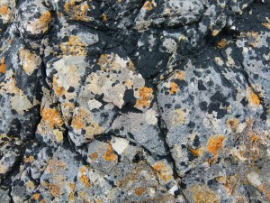 Natural pattern of lichens on limestone rock