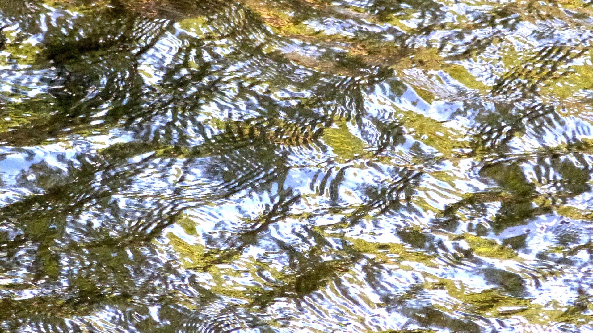 Reflections of green foliage on fast flowing water