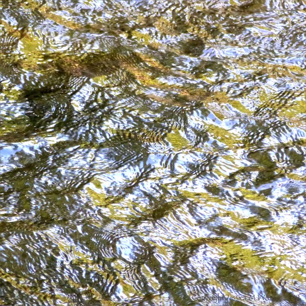 Reflections of green foliage on fast flowing water