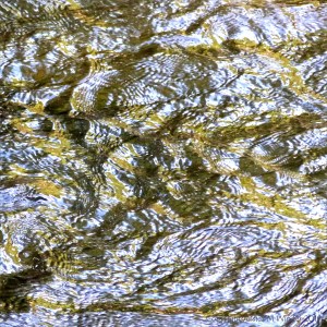 Reflections of green foliage on fast flowing water
