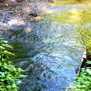 Reflections of green leaves on a fast flowing river