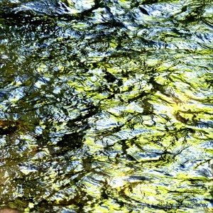 Reflections of green leaves on a fast flowing river