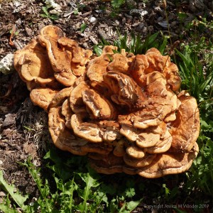 Giant Polypore fungus