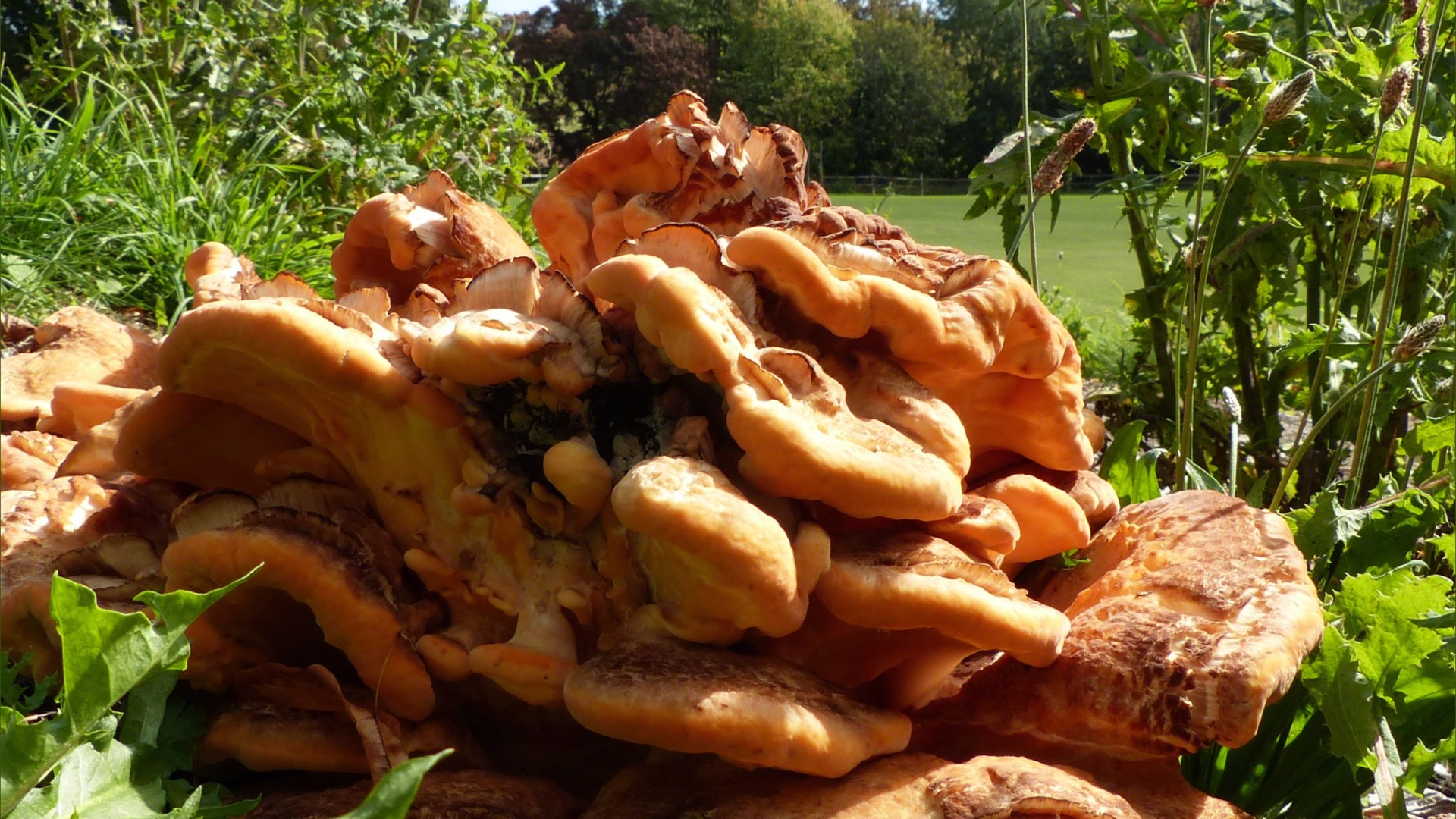 Giant Polypore fungus