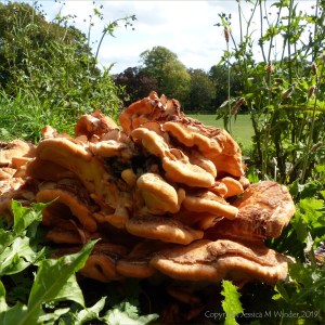 Giant Polypore fungus