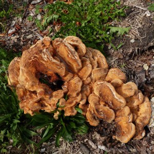 Giant Polypore fungus