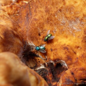 Giant Polypore fungus with flies