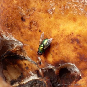 Giant Polypore fungus with green bottle fly