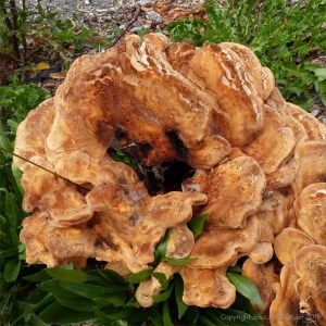 Giant Polypore fungus
