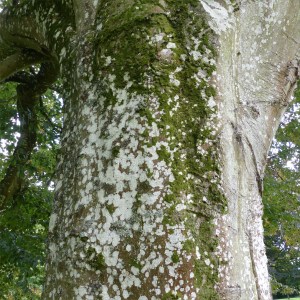 An old beech tree