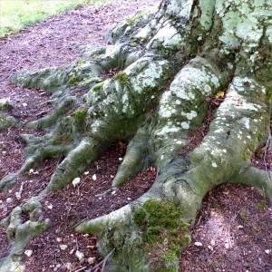 An old beech tree