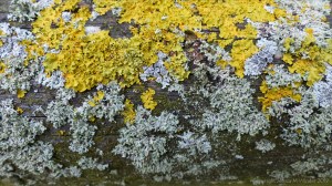 Close-up of lichens growing on wooden fencing
