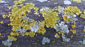 Close-up of lichens growing on wooden fencing
