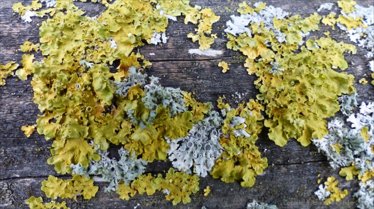 Close-up of lichens growing on wooden fencing