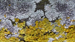 Close-up of lichens growing on wooden fencing